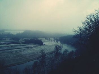 Trees in foggy weather