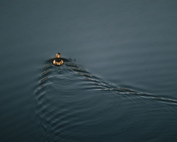 High angle view of duck swimming in lake