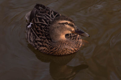 High angle view of duck swimming in lake