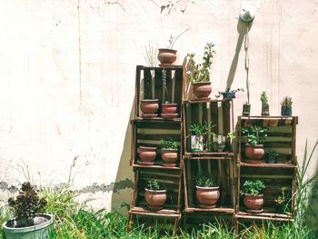 Potted plants on wall in yard