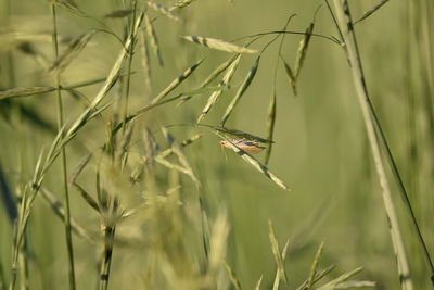 Close-up of insect on grass