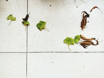 Close-up of leaves on plant against wall