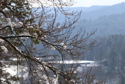 Bare tree by lake against mountain during winter