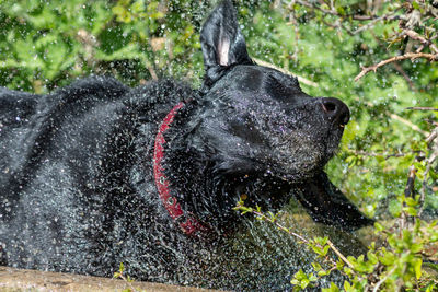 Portrait of a wet black labrador shaking off water while standing in a water trough