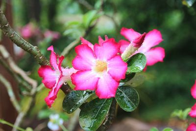 Close-up of pink flowers blooming outdoors