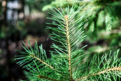 Close-up of pine tree