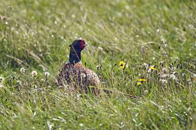View of a bird on field