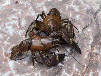 High angle view of crab in sea