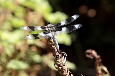 Close-up of dragonfly on flower