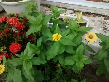 Close-up of flowers blooming outdoors