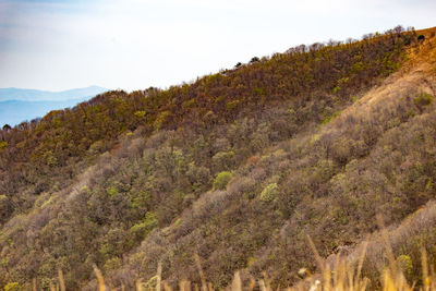 Plants growing on land against sky