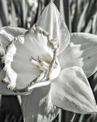 Close-up of white flowers blooming outdoors