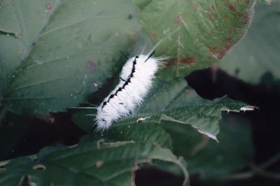 Close-up of insect on leaf during winter