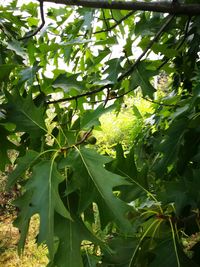 Close-up of fresh green plant