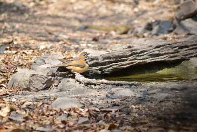 Close-up of a bird on rock