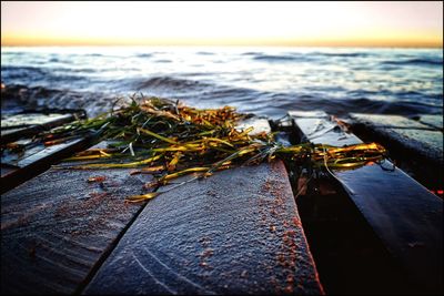 Close-up of sea shore against sky during sunset