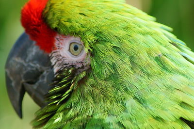 Close-up of parrot