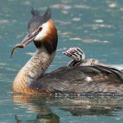 Duck swimming in lake