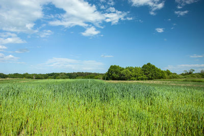 Green young cereal in field, forest and white clouds on blue sky