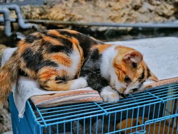 Cat sleeping in cage