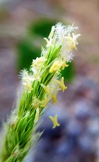 Close-up of flowers against blurred background