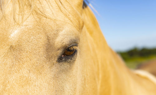 Close-up of a horse