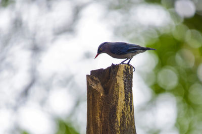 Low angle view of velvet-fronted nuthatch perching on tree stump
