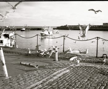 Seagull flying over water