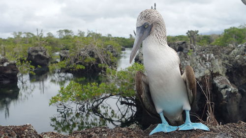 Close-up of pelican perching on rock against sky