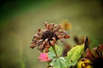 Close-up of red flowers