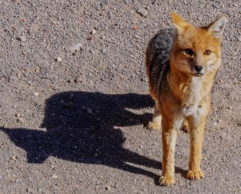 Portrait of dog standing on road