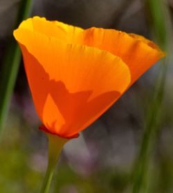 Close-up of orange flower