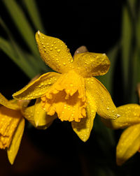 Close-up of wet yellow flower