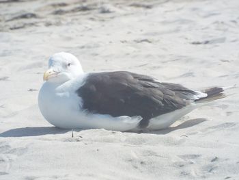 Close-up of seagull on sand at beach