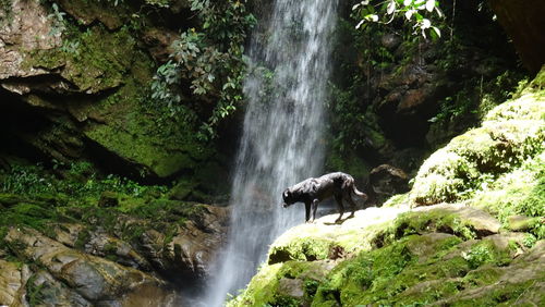 Scenic view of waterfall in forest