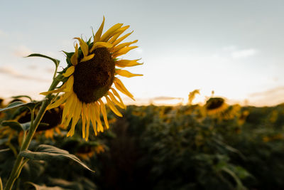 Sunflower field golden hour