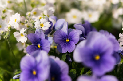 Close-up of purple flowering plants