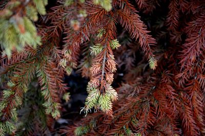 Close-up of pine tree