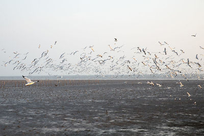 Flock of birds flying in the sky