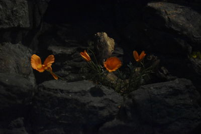 Rocks on rock formation