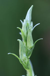 Close-up of green plant against black background