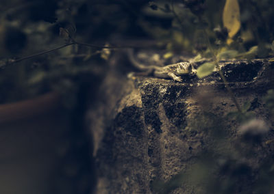 Close-up of plant against blurred background