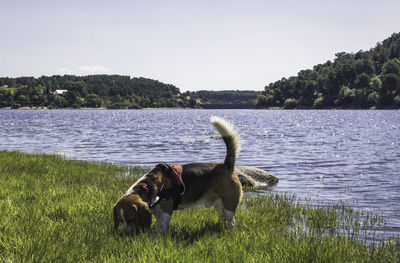 Dog on a lake