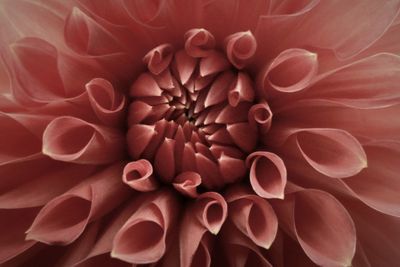 Full frame shot of dahlia