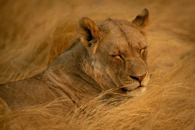 Close-up of lioness dozing in long grass