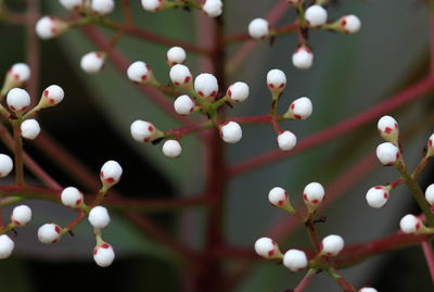 Detail shot of plants