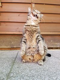 Cat sitting outdoors