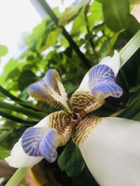 Close-up of purple flower