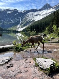 Deer drinking from mountain stream