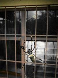 Close-up of flower perching on glass window